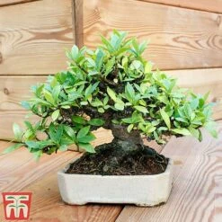 Bonsai Carmona Microphylla (House Plant)