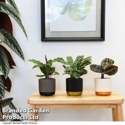 Fruit and Plants Sales -Fruit and Plants Sales CALA STARTERMX T47656