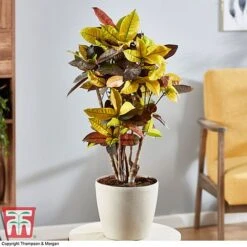 Codiaeum Variegatum Var. Pictum 'Mrs Iceton'