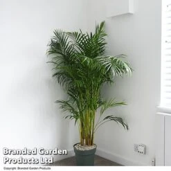 Fruit and Plants Sales -Fruit and Plants Sales DYPS LUTESCENS T50623