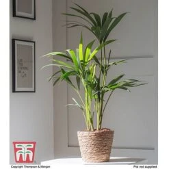 Fruit and Plants Sales -Fruit and Plants Sales KENI KB4846 AA