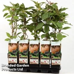 Fruit and Plants Sales -Fruit and Plants Sales KIWI HAYWARD S49009