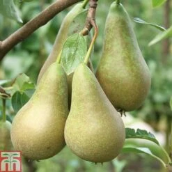 Fruit and Plants Sales -Fruit and Plants Sales PEAR CWW3239 A h