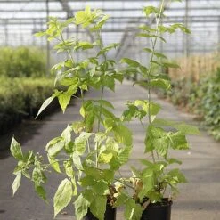 Fruit and Plants Sales -Fruit and Plants Sales RUBU GROOVY S46078 NOW