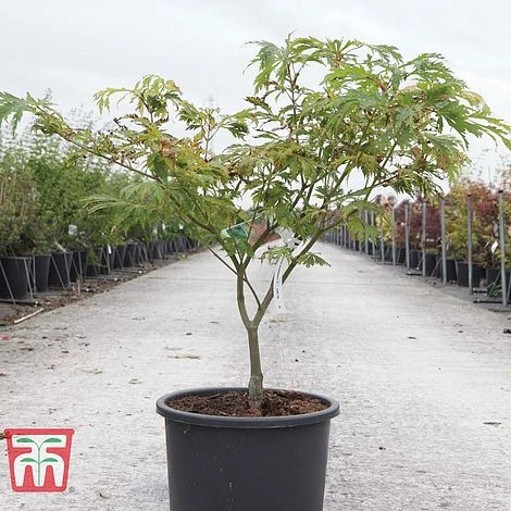 Fruit and Plants Sales -Fruit and Plants Sales ACER TKA3062 A