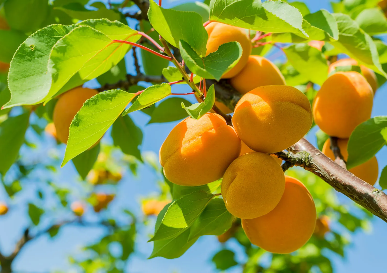 Fruit and Plants Sales -Fruit and Plants Sales Apricots